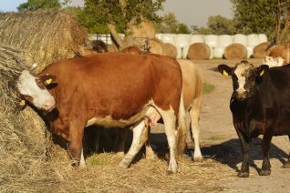 Vonderhoad Unsere Tiere 02