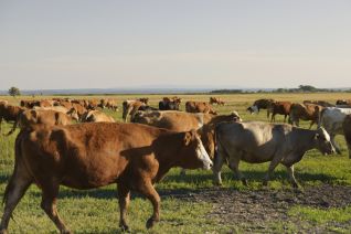 Vonderhoad Unsere Tiere 03