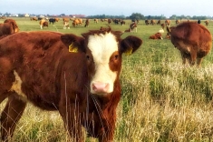 20181031_herbst_003 20181031_herbst_003