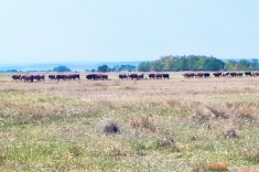 20181031_herbst_005 20181031_herbst_005