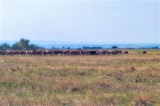 20181031_herbst_006 20181031_herbst_006