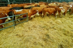 20181031_herbst_008 20181031_herbst_008