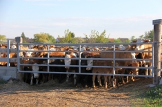 20210501_austrieb_001 20210501_austrieb_001