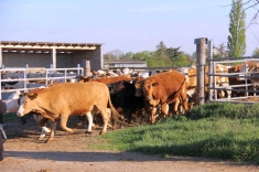 20210501_austrieb_002 20210501_austrieb_002