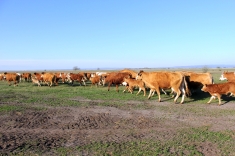 20210501_austrieb_004 20210501_austrieb_004