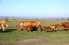 20210501_austrieb_005 20210501_austrieb_005