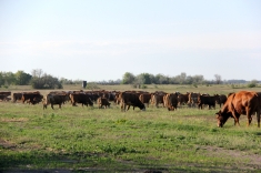 20210501_austrieb_006 20210501_austrieb_006