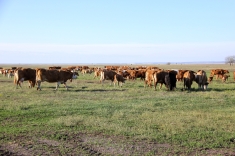 20210501_austrieb_008 20210501_austrieb_008