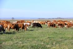 20210501_austrieb_009 20210501_austrieb_009