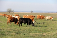 20210501_austrieb_010 20210501_austrieb_010