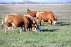 20210501_austrieb_011 20210501_austrieb_011