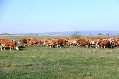 20210501_austrieb_012 20210501_austrieb_012