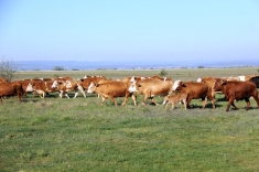 20210501_austrieb_013 20210501_austrieb_013