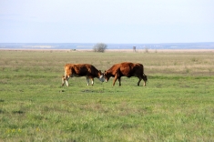 20210501_austrieb_015 20210501_austrieb_015