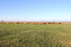 20210501_austrieb_016 20210501_austrieb_016