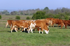 20210501_austrieb_017 20210501_austrieb_017