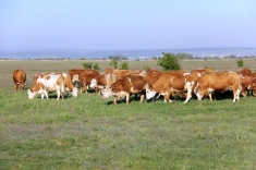 20210501_austrieb_018 20210501_austrieb_018