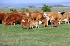 20210501_austrieb_020 20210501_austrieb_020