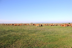 20210501_austrieb_021 20210501_austrieb_021