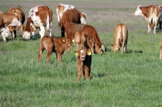 20210501_austrieb_022 20210501_austrieb_022