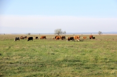 20210501_austrieb_023 20210501_austrieb_023