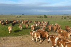 20240501_austrieb_1 20240501_austrieb_1