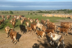 20240501_austrieb_2 20240501_austrieb_2