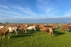 20240501_austrieb_3 20240501_austrieb_3