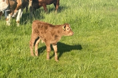 20240501_austrieb_4 20240501_austrieb_4